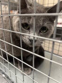 Domestic Short Hair Cats Available for Adoption - YODA | PetCurious