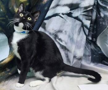 Domestic Short Hair Cats Available for Adoption - 251554  Loki | PetCurious