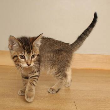 Softball C70743 -  Domestic Short Hair Cat for Adoption in Minnetonka, Minnesota - Softball C70743 | PetCurious