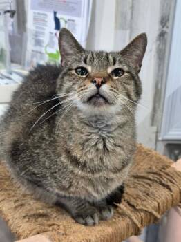 Tiger Joe -  Domestic Short Hair Cat Available for Adoption in Lewisburg, Tennessee - Tiger Joe | PetCurious