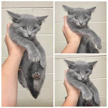 Vinnie -  Domestic Short Hair Cat for Adoption in Dublin, Virginia - Vinnie | PetCurious