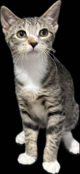 Tweedle Dum -  Domestic Short Hair Cat for Adoption in Zimmerman, Minnesota - Tweedle Dum | PetCurious