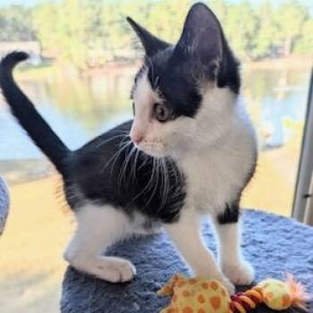 Rescue Tuxedo Cats for Adoption in Southern Pines, North Carolina - Blake - The Tuxedo Explorer With A Heart Of Gold! | PetCurious
