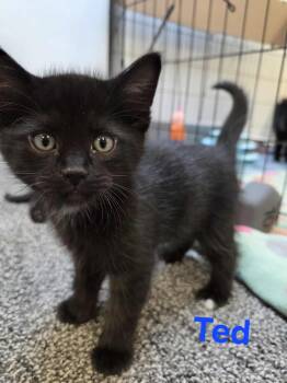 Rescue Domestic Short Hair Cats for Adoption in Charles City, Iowa - Ted | PetCurious