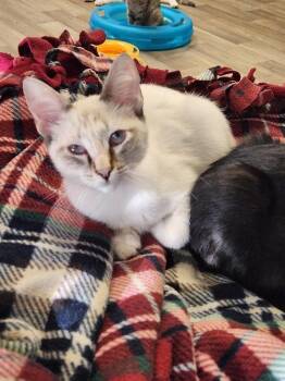 Rescue Siamese Cats for Adoption in Parlier, California - Cat 26800 (Destiny) | PetCurious