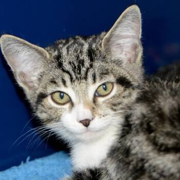 Nala -  Domestic Short Hair Cat for Adoption in Los Angeles, California - Nala | PetCurious