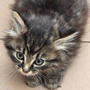 Olivia C11385 -  Domestic Medium Hair Cat for Adoption - Olivia C11385 | PetCurious