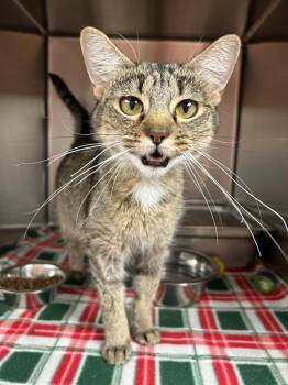 Stormi -  Domestic Short Hair Cat for Adoption in Logan, Utah - Stormi | PetCurious