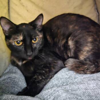 Rescue Domestic Short Hair Cats for Adoption in Victoria, British Columbia - Tomatilla | PetCurious