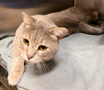 Domestic Short Hair Cats Available for Adoption - Grayson | PetCurious