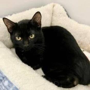 Domestic Short Hair Cats Available for Adoption in Green Valley, Arizona - Boomerang | PetCurious