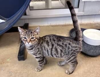Dakota -  Domestic Short Hair Cat for Adoption in Columbus, Indiana - Dakota | PetCurious