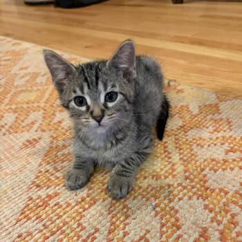 Domestic Short Hair Cats Available for Adoption in Chicago, Illinois - Astro | PetCurious