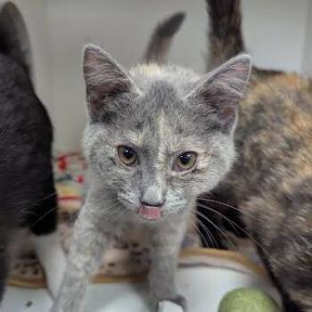 Mushroom -  Domestic Short Hair Cat for Adoption in Jeffersonville, Indiana - Mushroom | PetCurious