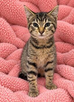 Riley -  Domestic Medium Hair Cat for Adoption in Lagrange, Indiana - Riley | PetCurious