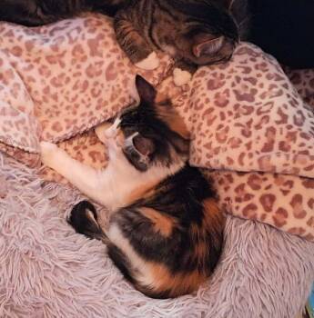 Calico Cats Available for Adoption in Vancouver, Washington - Willow | PetCurious