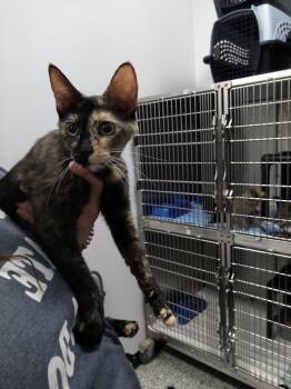 Wee Wee -  Domestic Short Hair Cat for Adoption in Republic, Missouri - Wee Wee | PetCurious