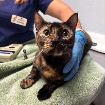 Clove -  Domestic Short Hair Cat for Adoption in Riverside, California - Clove | PetCurious