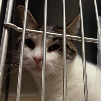 Pumkin -  Domestic Short Hair Cat for Adoption in Philadelphia, Pennsylvania - Pumkin | PetCurious