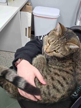 Domestic Short Hair and Tabby Cats Available for Adoption in Minneapolis, Minnesota - Rapala | PetCurious