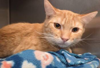 Domestic Long Hair Cats Available for Adoption in Ocala, Florida - Mirando (PETSMART) | PetCurious