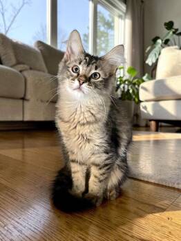 Goose -  Domestic Long Hair Cat for Adoption in Champaign, Illinois - Goose | PetCurious
