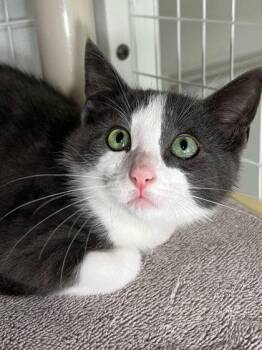Golfball -  Domestic Short Hair Cat for Adoption in Elmira, New York - Golfball | PetCurious