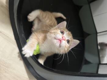 Domestic Short Hair Cats Available for Adoption in Long Beach, California - Summer | PetCurious