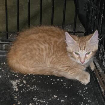 Quantum -  Domestic Medium Hair Cat for Adoption in Natchitoches, Louisiana - Quantum | PetCurious