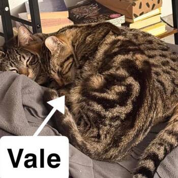 Vale -  Domestic Short Hair Cat for Adoption in Nampa, Idaho - Vale | PetCurious