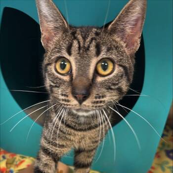 Paul -  Domestic Short Hair Cat for Adoption in Baltimore, Maryland - Paul | PetCurious