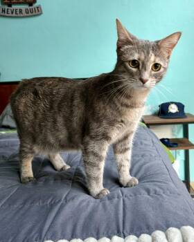 Rescue Domestic Short Hair Cats for Adoption in Boca Raton, Florida - Miley - LOCAL | PetCurious