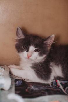 93763a Peter-Petco North Charleston -  Domestic Short Hair Cat for Adoption in North Charleston, South Carolina - 93763a Peter-Petco North Charleston | PetCurious