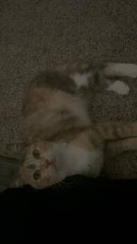 Domestic Short Hair Cats Available for Adoption in Salisbury, North Carolina - Millie | PetCurious