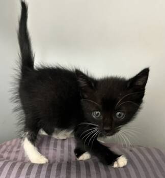 Rescue Domestic Short Hair Cats for Adoption in Cumming, Georgia - Jamie Lee Purrtis 1516-25 | PetCurious