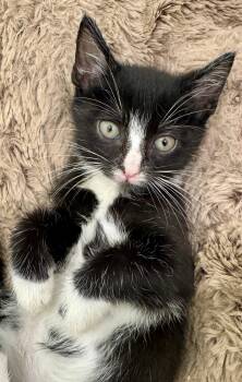 Rescue Domestic Short Hair Cats for Adoption in Chapel Hill, North Carolina - _Salsa | PetCurious