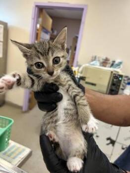 Feta -  Domestic Short Hair Cat for Adoption in Palm Coast, Florida - Feta | PetCurious
