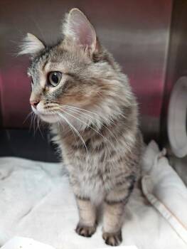 Cosmo -  Domestic Long Hair Cat for Adoption in Springfield, Illinois - Cosmo | PetCurious