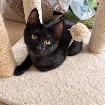 Brielle -  Domestic Short Hair Cat for Adoption in Mastic, New York - Brielle | PetCurious