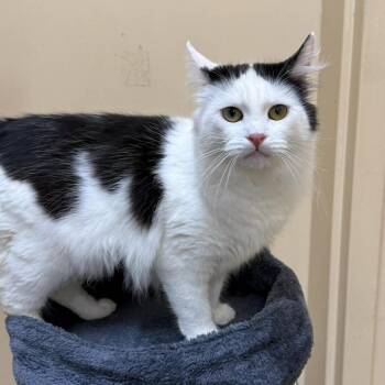 Domestic Medium Hair Cats Available for Adoption - Candy Corn | PetCurious