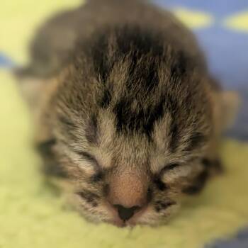 Seraphina -  Domestic Short Hair Cat for Adoption in Brownsboro, Alabama - Seraphina | PetCurious
