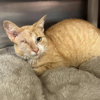 Domestic Short Hair Cats Available for Adoption in Lynchburg, Virginia - Monica | PetCurious