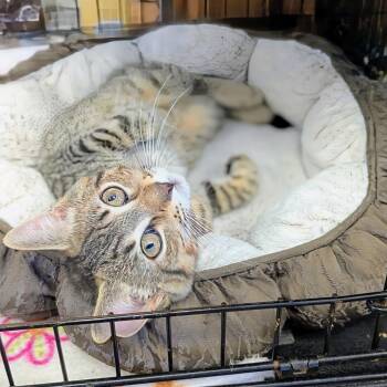 Leo -  Domestic Short Hair Cat for Adoption - Leo | PetCurious