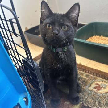 Brisket CAQ -  Domestic Short Hair Cat for Adoption in Union, Missouri - Brisket CAQ | PetCurious