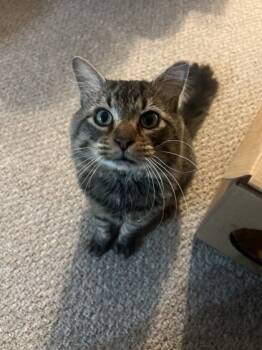 Rescue Domestic Medium Hair and Domestic Short Hair Cats for Adoption in Maumee, Ohio - Hydrant | PetCurious