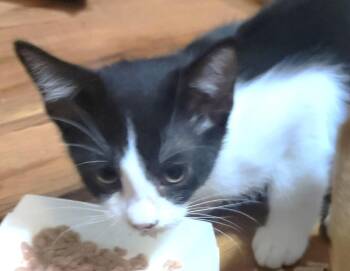SKITTLES -  Domestic Short Hair Cat for Adoption in Edgecliff Village, Texas - SKITTLES | PetCurious
