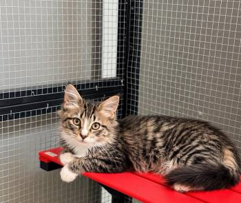 Nala -  Domestic Medium Hair and Tabby Cat for Adoption in Lodi, California - Nala | PetCurious