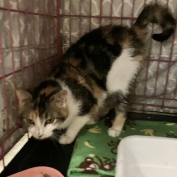 Tabby and Calico Cats Available for Adoption in Dublin, Ohio - Muffin | PetCurious
