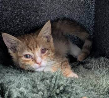 Wig -  Domestic Short Hair Cat for Adoption in New York, New York - Wig | PetCurious