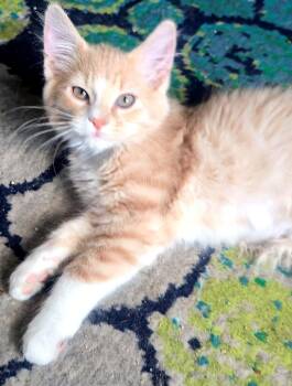 Bert Brasuell-Grey -  Domestic Medium Hair and Tabby Cat for Adoption in Morrison, Colorado - Bert Brasuell-Grey | PetCurious